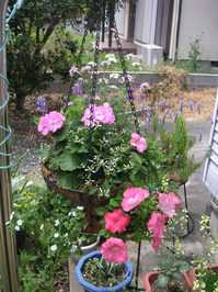 gardening_hanging2008_02.jpg